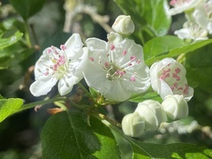 Joss Carr, CC BY, iNaturalist via GBIF Crataegus × media, photograph Joss Carr, CC BY, iNaturalist via GBIF