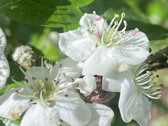 Joss Carr, CC BY, iNaturalist via GBIF Crataegus × media, photograph Joss Carr, CC BY, iNaturalist via GBIF