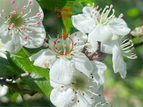 Crataegus × media, photograph 5