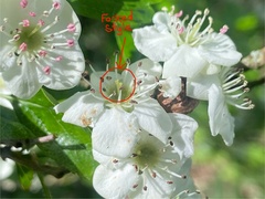 Joss Carr, CC BY, iNaturalist via GBIF Crataegus × media, photograph Joss Carr, CC BY, iNaturalist via GBIF