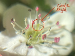 Crataegus × media, photograph Joss Carr, CC BY, iNaturalist via GBIF