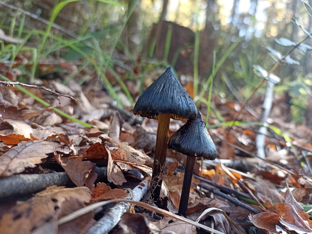 Hygrocybe conica · May 2022 · photo: © victorvecheverria (iNaturalist, cc-by)