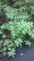 Polygonatum biflorum commutatum