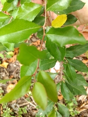Xylosma flexuosa