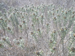 Oedera fruticosa