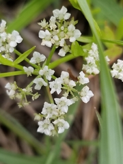 Limnosciadium pumilum