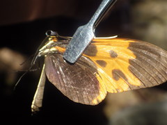 Mechanitis messenoides