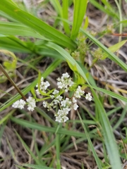 Limnosciadium pumilum