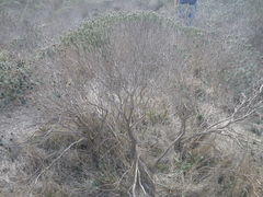 Oedera fruticosa