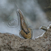 Giant Mudskipper - Photo (c) Татьяна Химера, some rights reserved (CC BY-NC), uploaded by Татьяна Химера