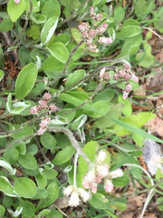 Antennaria plantaginifolia