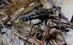 Proctacanthus nigriventris