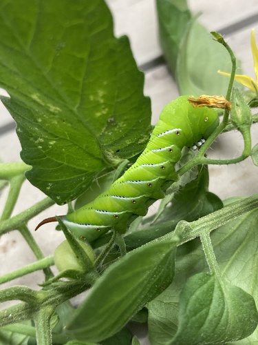 Tobacco hornworm