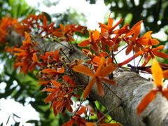 Polyalthia cauliflora