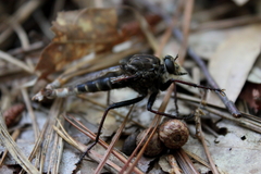 Proctacanthus nigriventris