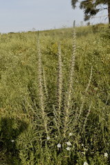 Echium glomeratum