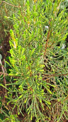 Limestone Gonna (Passerina galpinii)