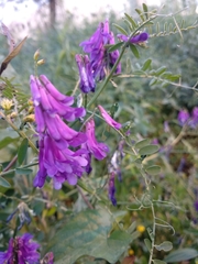 Angiospermae