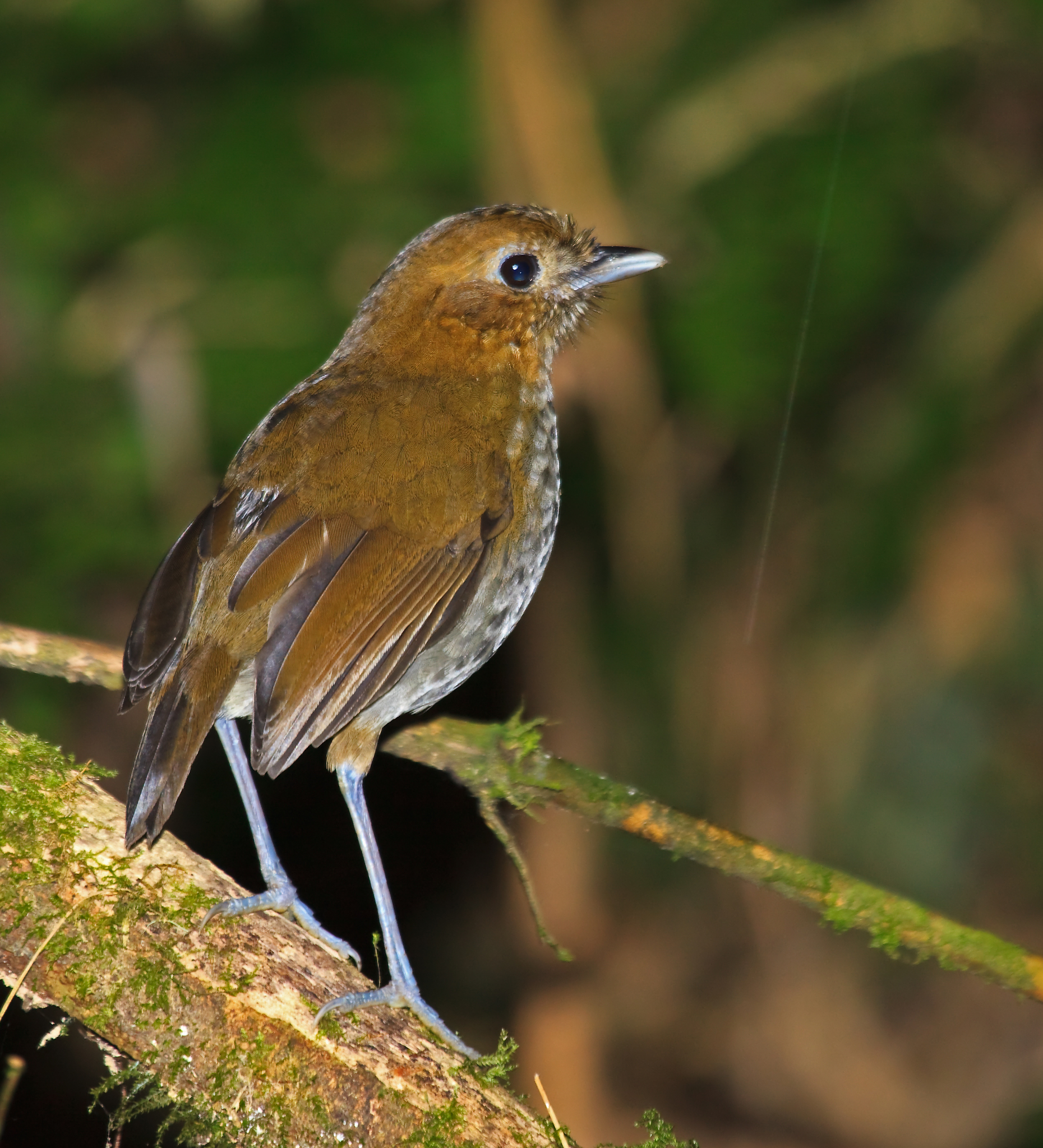 Urrao Antpitta illustration