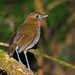 Urrao Antpitta - Photo (c) Nigel Voaden, some rights reserved (CC BY-SA)
