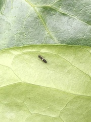 Franklinothrips vespiformis