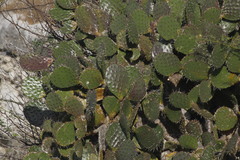 Opuntia bravoana