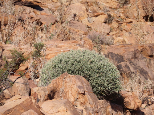 Image of Euphorbia lignosa by no rights reserved