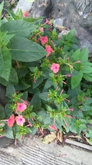 Mirabilis jalapa