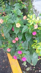 Mirabilis jalapa