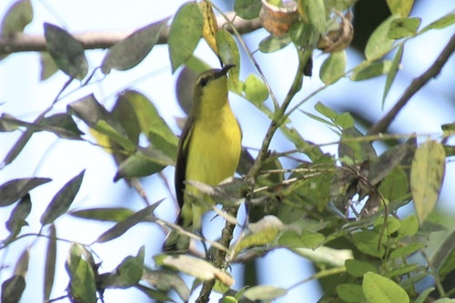Garden Sunbird (Cinnyris jugularis), photo 7