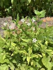 Spigelia texana
