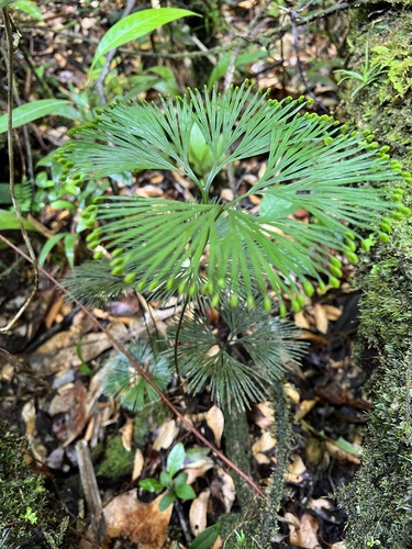 Schizaea dichotoma observed 2022-06-22