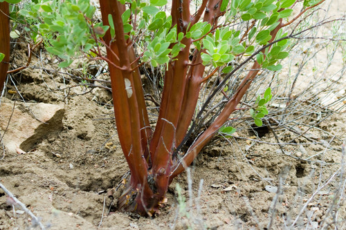 pointleaf manzanita