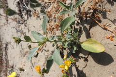 Helianthus niveus