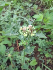 Euphorbia heterophylla image