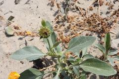 Helianthus niveus