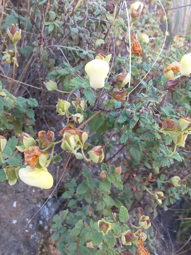 Calceolaria parvifolia (Calceolaria parvifolia)