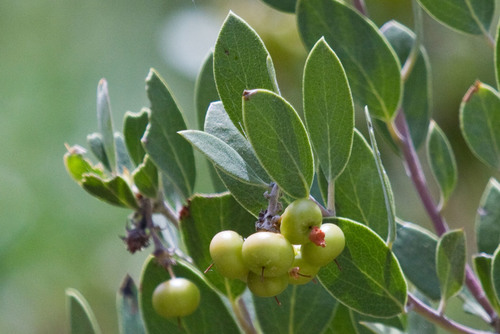 pointleaf manzanita