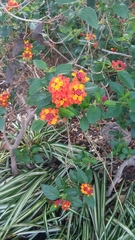 Lantana camara