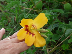 Cochlospermum wrightii