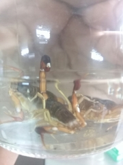 Centruroides edwardsii