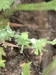 Harpagonella palmeri