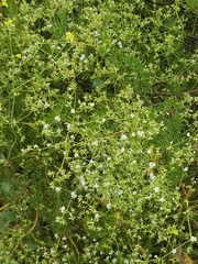 Eriogonum fasciculatum fasciculatum