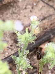 Harpagonella palmeri