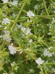 Eriogonum fasciculatum fasciculatum