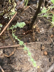 Harpagonella palmeri