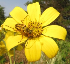 Typocerus octonotatus