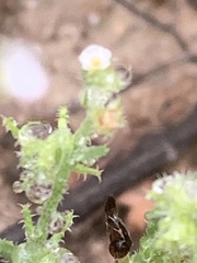 Harpagonella palmeri