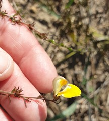 Aspalathus bracteata