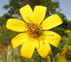 Typocerus octonotatus